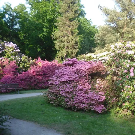 Kuestenwald - Borstels Kajuete Muritz
